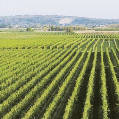 Vinice Friuli a vinařství Luisa: Italský vinařský ráj